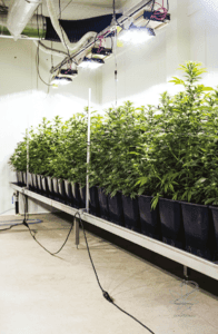 Marryjane - Marry Jane - CBD virágzat - kannabisz termesztés - CBD olajok - kender termékek - kendercsepp - Kendertér