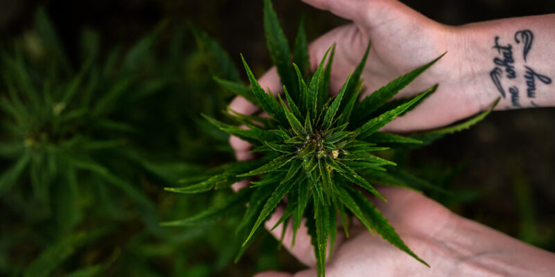 A kannabisz használatot összekötik a depressziós fázisok és az öngyilkossági gondolatok arányának csökkenésével a PTSD-s betegek körében