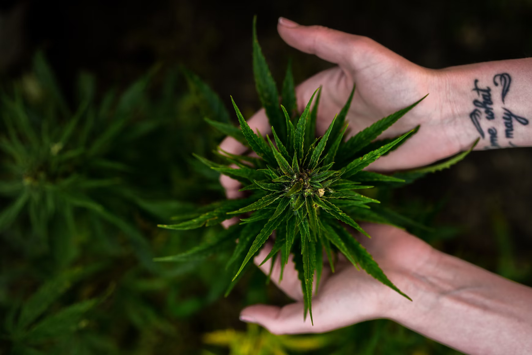 A kannabisz használatot összekötik a depressziós fázisok és az öngyilkossági gondolatok arányának csökkenésével a PTSD-s betegek körében