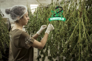 A kannabiszipar majdnem 250 000 munkahelyet teremtett az elmúlt pár év során