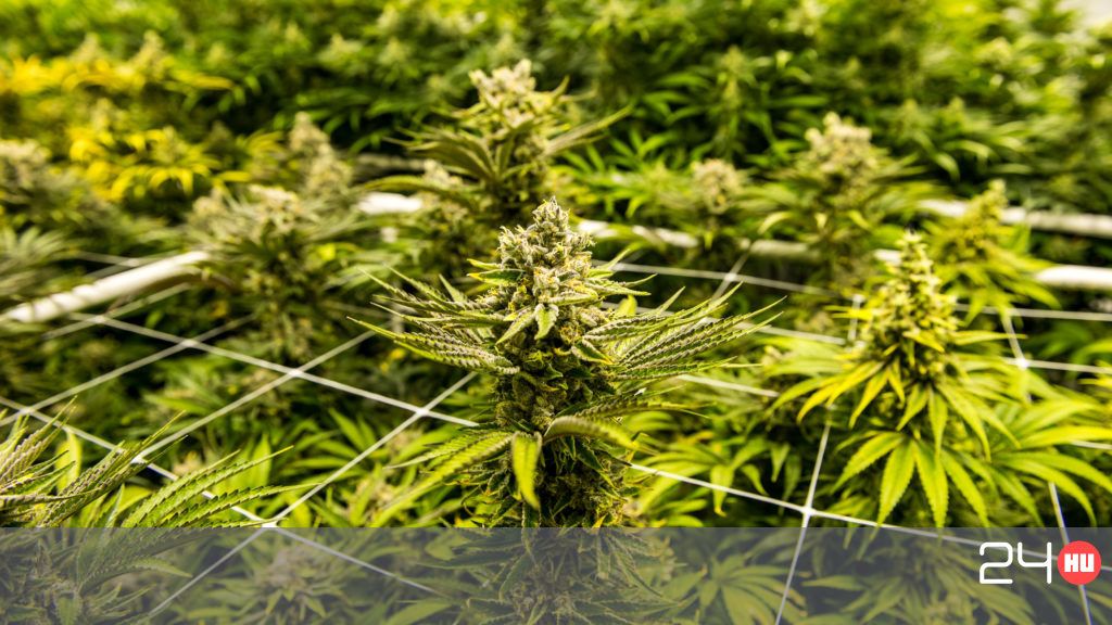 A kannabisszal nyerhetjük meg a szuperbaktériumok elleni harcot
