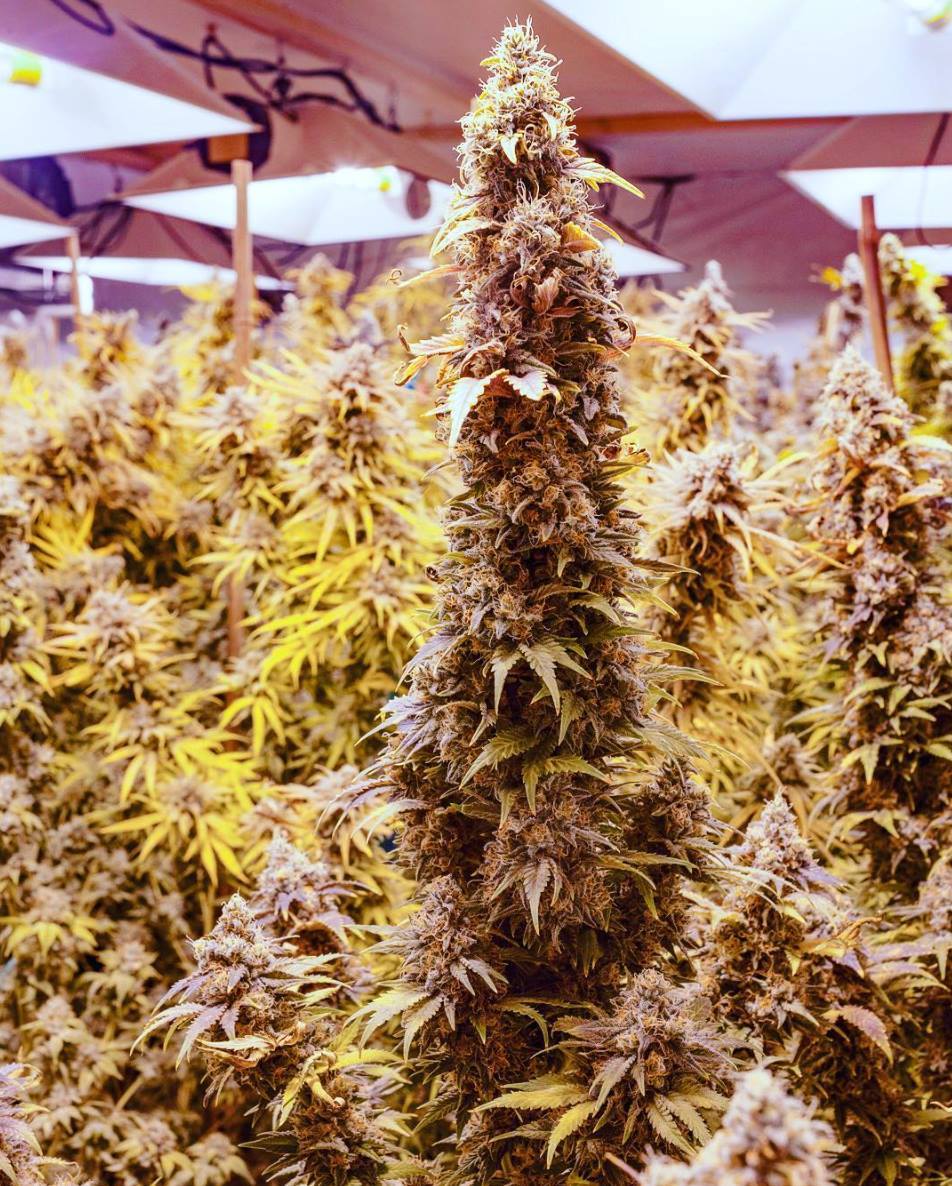 Zöld erdőben jártam…