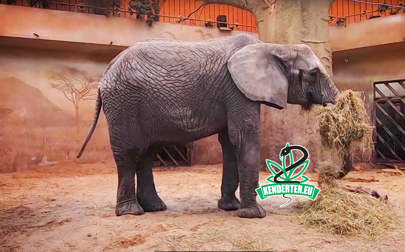 A lengyel állatkert CBD-t tesztel az egyik elefánt szorongásának kezelésére - Kendertér - kender - kannabisz
