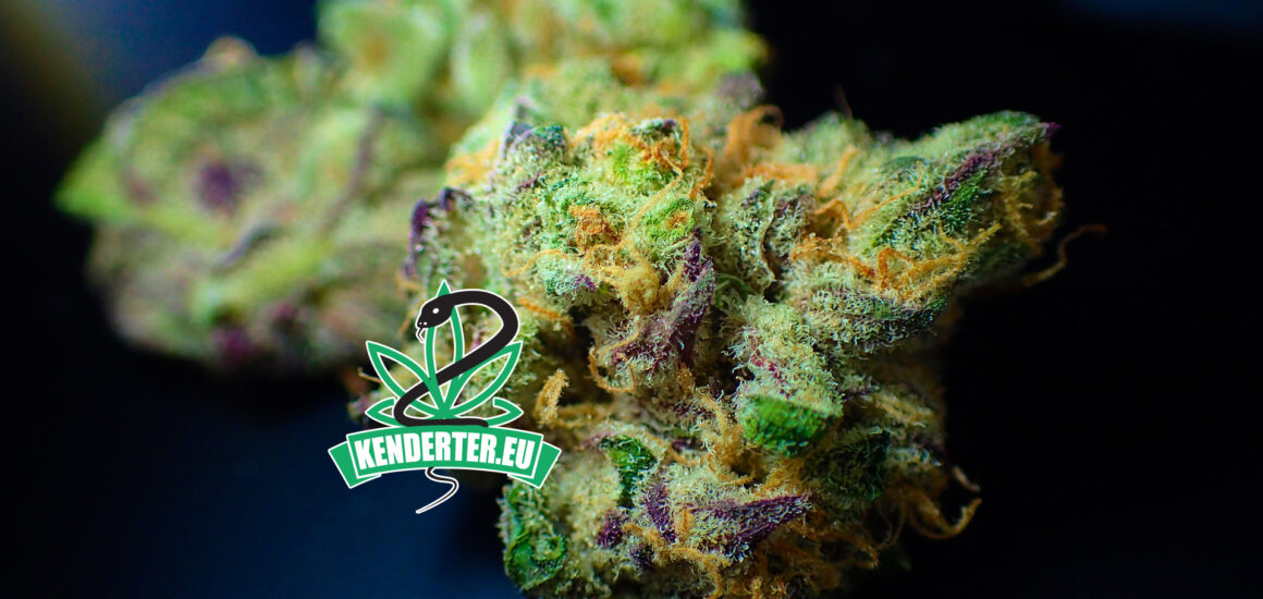 orvosi kannabisz Németország - Kendertér