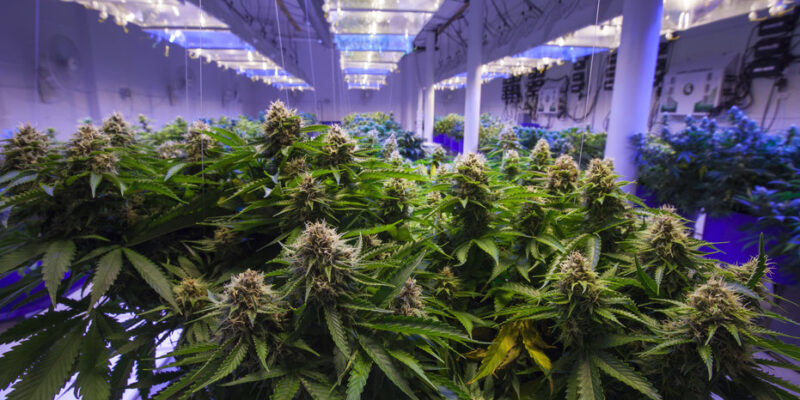 A gyógyszerészek már 33 kilogrammnyi orvosi kannabiszt adtak ki. Kétszer annyit, mint tavaly.