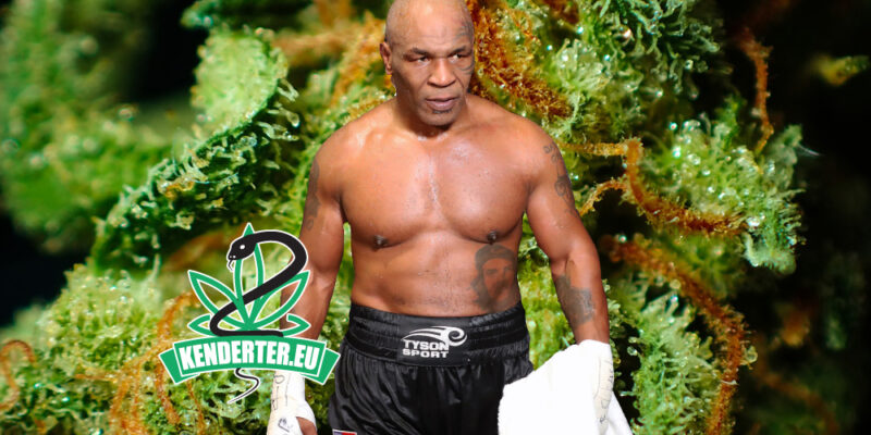 Mike Tyson kannabiszt fogyasztott, mielőtt Roy Jones Jr. ellen harcolt volna: "Egyszerűen ez vagyok én"