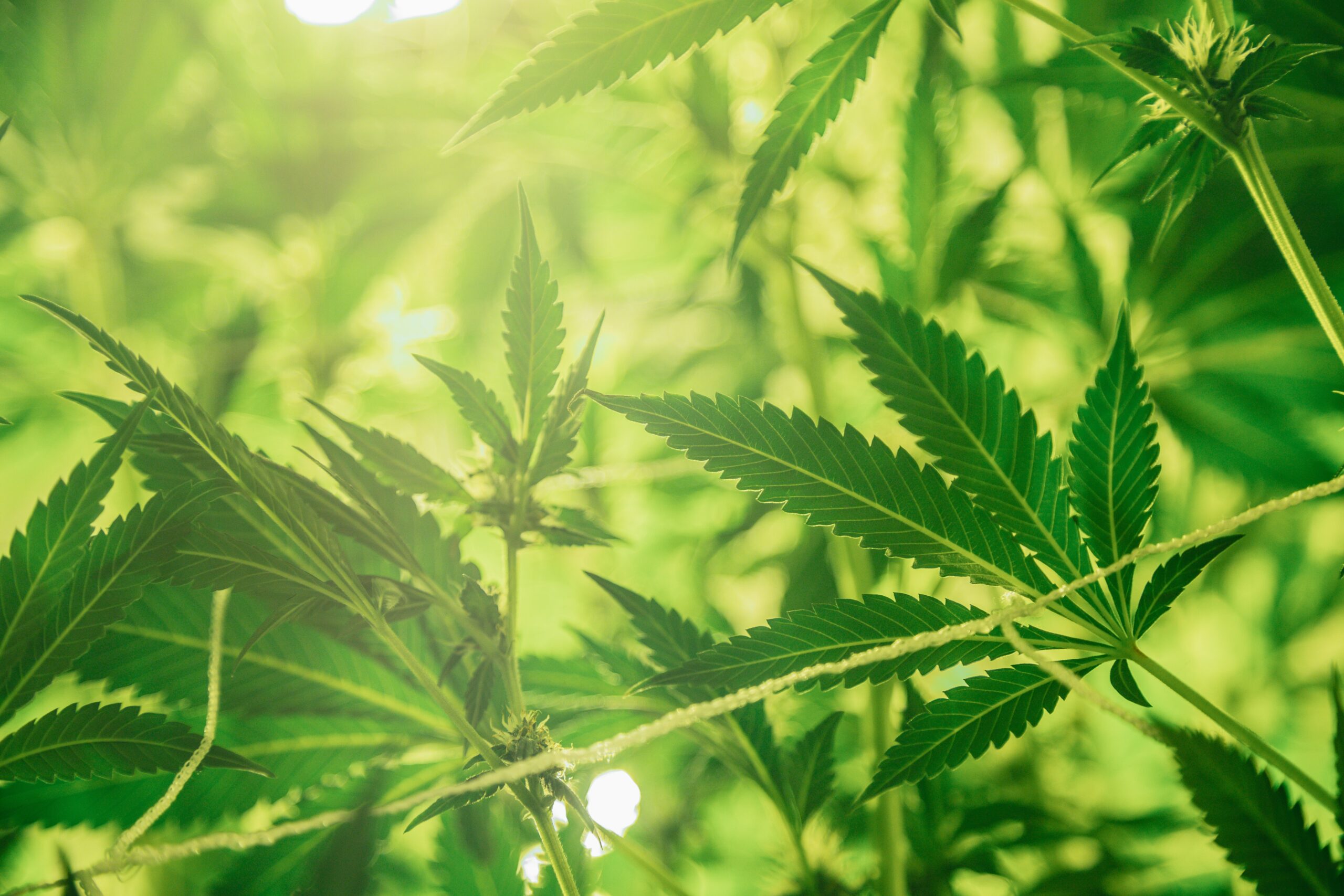 A kannabisz-túladagolások száma meredeken csökkent, ezért a thai kormány elveti a függőség kialakulásától való félelmét
