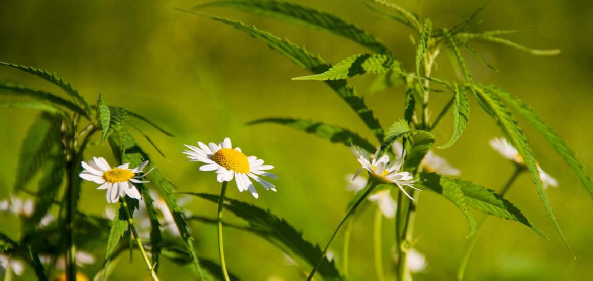 A legtöbb kannabiszhasználó egészségügyi és wellness célokra fogyaszt kannabiszt - állítja egy új kutatás