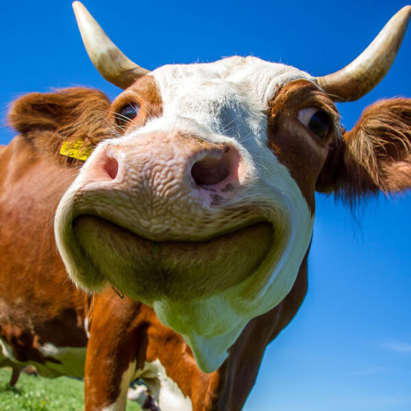 Egy új tanulmány szerint a szarvasmarhák kenderrel történő etetése csökkenti a stressz szintjüket.