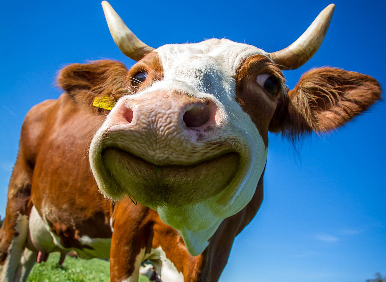 Egy új tanulmány szerint a szarvasmarhák kenderrel történő etetése csökkenti a stressz szintjüket.