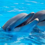 Delfinekben eddig ismeretlen endokannabinoidot fedeztek fel