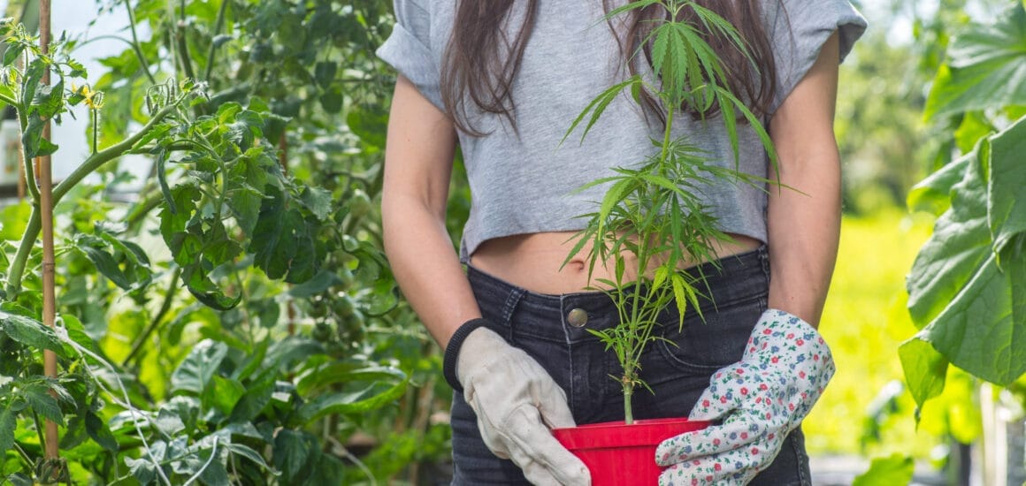 A 7 legolvasottabb kannabisz tematikájú cikk 2022-ben