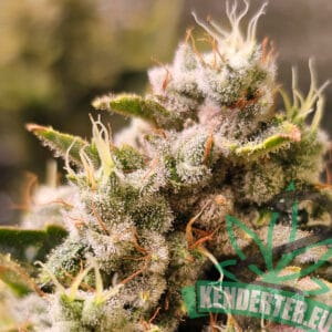 Midwest Kender CBD Hemp Indoor Cannabis Hungary