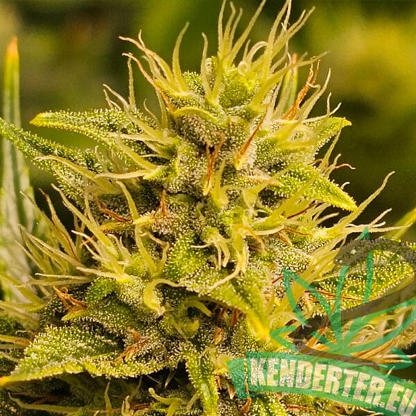 Midwest Kender CBD Hemp Indoor Cannabis Hungary