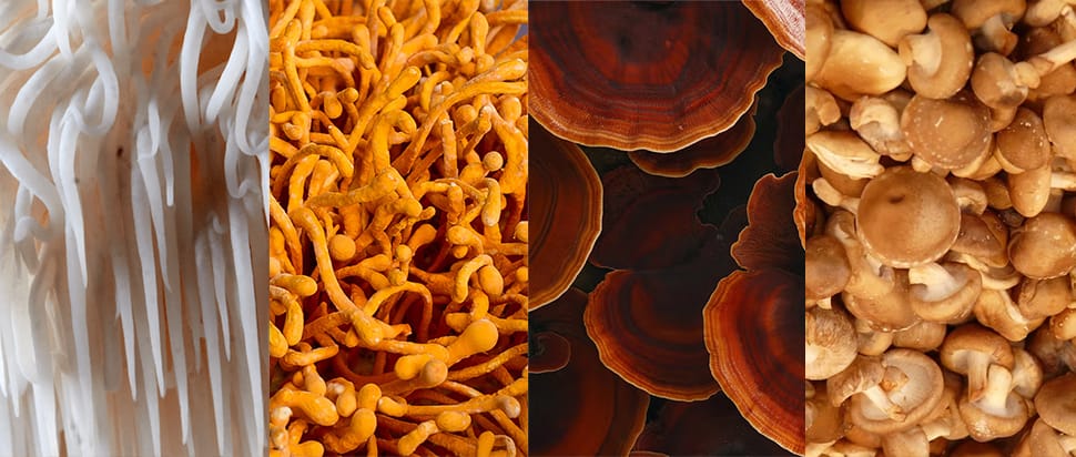 Euphoria Mushrooms Fókusz Komplex (30db)